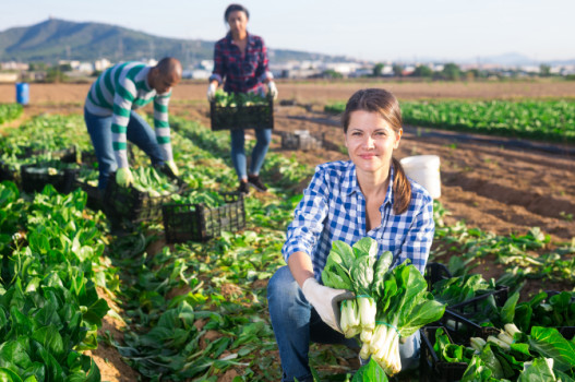 CIE emploi Laurentides